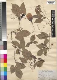 Image result for Eureiandra eburnea