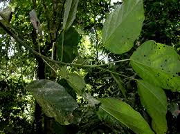 Image result for Hernandiaceae