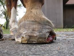 White Line Disease South Durham Horse And Pony Driving Society Com
