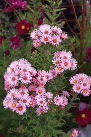 Aster Novae Angliae Harrington S Pink Buy Online At Annie S Annuals Aster Perennial Plants California Poppy