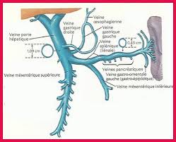 Souvenirs Douloureux Thrombose De La Veine Mesenterique J Aboie Tu Aboies Il Aboie