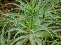 Die Schonsten Aloe Arten Blattrosetten Und Tolle Bluten