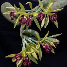 Image result for Diaphananthe lebelii