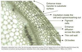 It is located outside the cell membrane and is completely permeable. Sonication Lysis Cell Disruption Extraction Hielscher Ultrasound Technology
