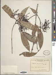 Image result for Ixora kalehensis