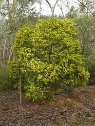 Image result for Acacia longifolia