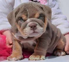 There are 27579 english bulldog for sale on etsy, and they cost $15.71 on average. Lilac Tri Color Akc English Bulldog Puppy Omg I Need This Puppy Bulldog Puppies Cute Baby Animals English Bulldog Puppies