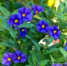 Blue Potato Bush Bjsmith4 Tumbler Com Beautiful Flowers Beautiful Flowers Garden Dream Garden