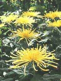 Pin On Chrysanthemum