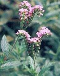 Image result for Heliotropium zeylanicum