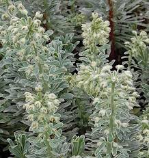We did not find results for: Zypressen Wolfsmilch Silver Swan Euphorbia Kaufland De