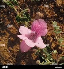 Image result for Dicerocaryum eriocarpum