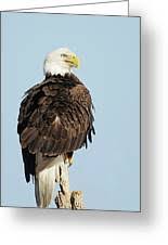 Maybe you would like to learn more about one of these? Bald Eagle Sitting Photograph By Lori A Cash