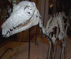 White rhinoceros, the largest rhinoceros species and one of two african species of rhinoceroses. Camels The Fossils Of The White River Badlands