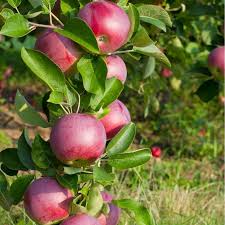 Most varieties of fruit trees will start as a small whip, which is only one main trunk. Buy Bare Root Mcintosh Apple Trees For Sale Chief River Nursery Chief River Nursery