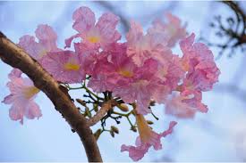 Image result for Tabebuia heterophylla