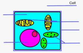 Animal cell parts worksheet animal cell diagram unlabeled. Chloroplast Plant Cell Only Png Image Transparent Png Free Download On Seekpng