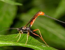 Image result for Entada dolichorrhachis