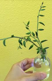 We did not find results for: 3 Ways To Propagate String Of Pearls And String Of Bananas Succulent Plant Care