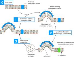 Most animal cell membranes have proteins that pump _ ions out of the cell and potassium ions into the cell. Inducible Intracellular Membranes Molecular Aspects And Emerging Applications Microbial Cell Factories Full Text