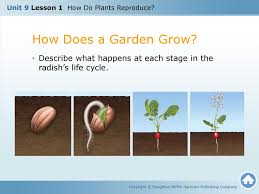 Asexual reproduction produces new individuals without the fusion of gametes, genetically identical to the parent plants and each other,. Unit 9 Lesson 1 How Do Plants Reproduce Ppt Download