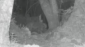 Season 1 • episode 1. Zanzibar Leopard Captured On Camera Despite Being Declared Extinct Inside Edition