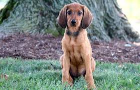 Coonhound x puppies dad is coonhound x german shepard with the background of a poodle so his shedding is low. Redbone Coonhound Mix Puppies For Sale Puppy Adoption Keystone Puppies