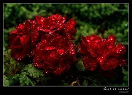 pin on roses