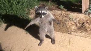 Devoured our cat's food with absolute delight. Raccoon Stands Stock Still Like A Human When It Is Caught Sneaking Through A Backyard At Night Daily Mail Online