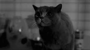 How To Deal With The Other Other Woman Cats Girl Interrupted Gif
