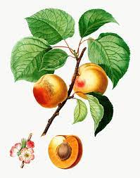 Download Premium Png Of Intage Apricot Tree Transparent Png 568949 Apricot Tree Tree Branch Tattoo Tree Illustration