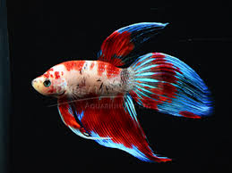 Betta Splendens Koi Acquista Online Pesci Tropicali Online Vendita Online Pesci Tropicali