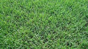 Tifway has short seed stalks that bear heads with light reddish anthers that shed no pollen. Bermuda Tifway 419 Golf Cesped Grass Wallpaper Bermuda Grass Grass Care