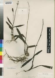 Image result for Polystachya bifida