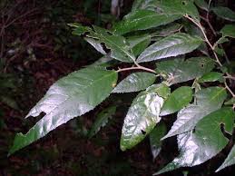 Image result for Streblus