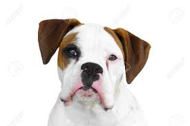Isolated White Boxer With Black Eye Patch And Brown Ears Facing Camera With White Background Stock Photo Picture And Royalty Free Image Image 31484376