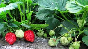 Make sure the crown, the portion between the leaves and the roots, is even with the soil surface. How To Grow Strawberries In Containers And Hanging Baskets Dengarden
