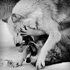 Wolf images black and white. Black And White Wolf And Wolves Image 400427 On Favim Com