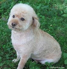 Check spelling or type a new query. Schnoodle Dog Breed Information And Pictures
