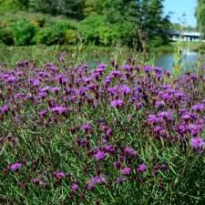 Image result for Vernonia infundibularis