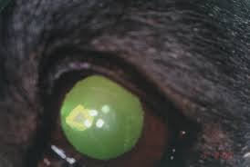 Die cataracta coerulea entwickelt sich in der kindheit und verstärkt sich in den frühen lebensjahren. Https Center Ssi At Smart Users Uni User94 Explorer 43 Wtm Archiv 2003 Wtm 4 2003 Wtm 04 2003 Artikel 1 Pdf