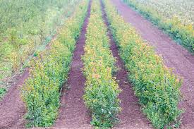 Moon valley nurseries has a wide selection of citrus and fruit trees to choose from. 2 388 Fruit Tree Nursery Photos Free Royalty Free Stock Photos From Dreamstime