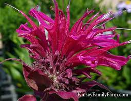 Best places to buy hummingbird flowers. Plants To Attract Hummingbirds Garden Flowers Kinsey Family Farm