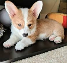Did not find what you're looking for? Corgi Puppies For Adoption Home Facebook