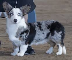 Black And White Cardigan Welsh Corgi Puppy Pin On Corgis Galore