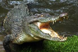 A Man Was Killed In A Suspected Crocodile Attack While Another Survived After Jumping Into Crocodile Infested Crocodile Images Scary Animals Crocodile Animal