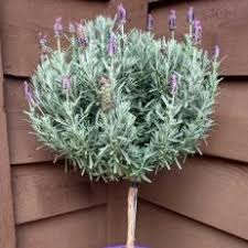 Maybe you would like to learn more about one of these? Lavender Trees Hgtv