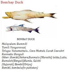 Pin On Fish Glossary