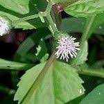 Image result for Adenostemma mauritianum