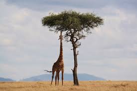 But the cervical vertebrae (neck vertebrae) are too much the number of thoracic vertebrae in giraffes is 14. More Than A Long Neck 16 Things You Probably Didn T Know About Giraffes The Wild Life
